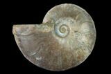 Silver Iridescent Ammonite (Cleoniceras) Fossil - Madagascar #157166-1